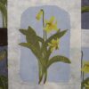 Trout Lily troutlily