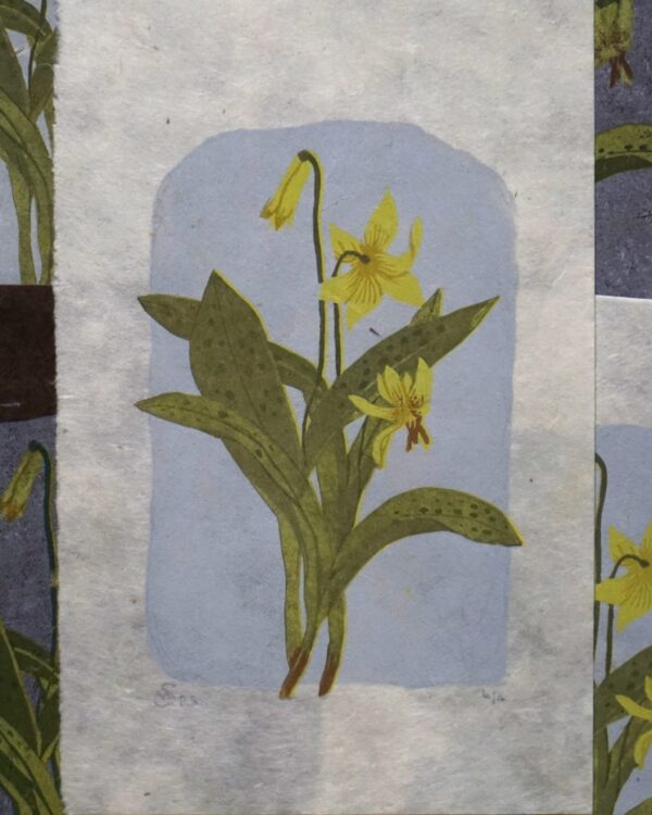 Trout Lily troutlily