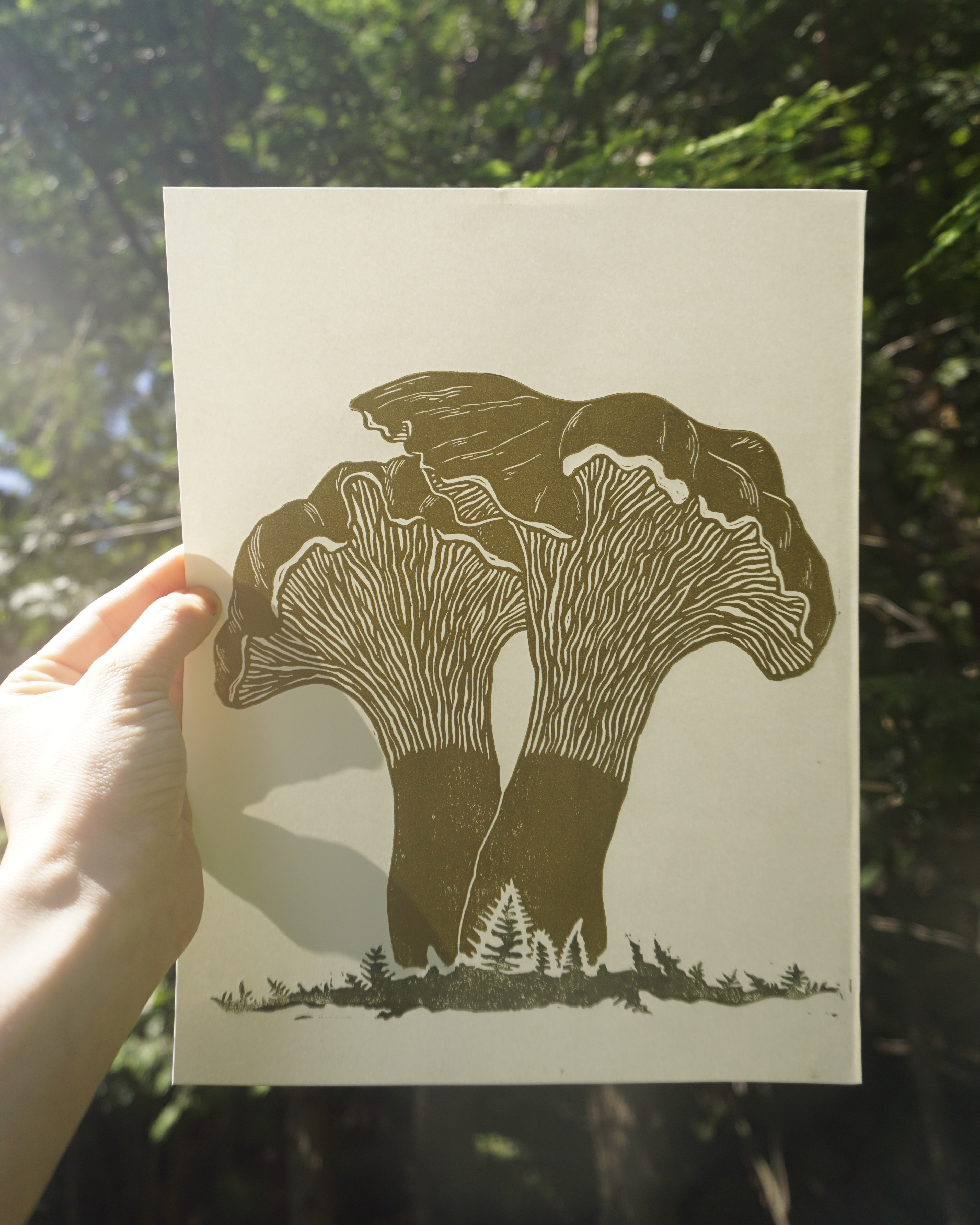 Chanterelles