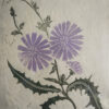Botanical Blockprint Chicory