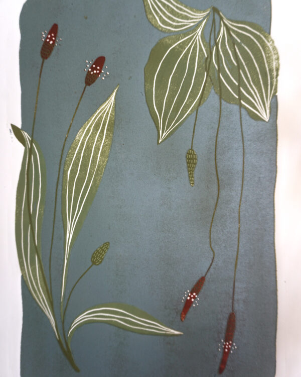 Plantango Reduction Print