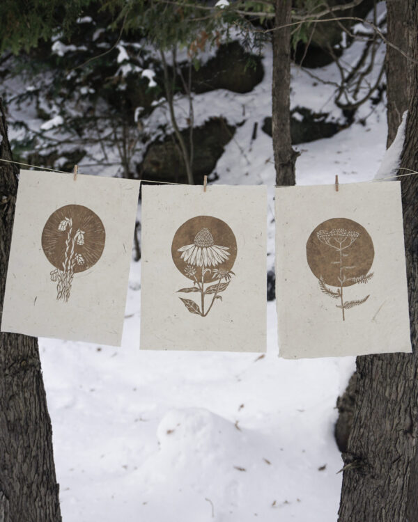 Plantes Médicinales