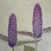 Agastache Botanical Print Agastache