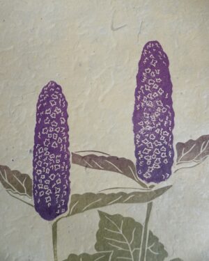 Botanical Print Agastache