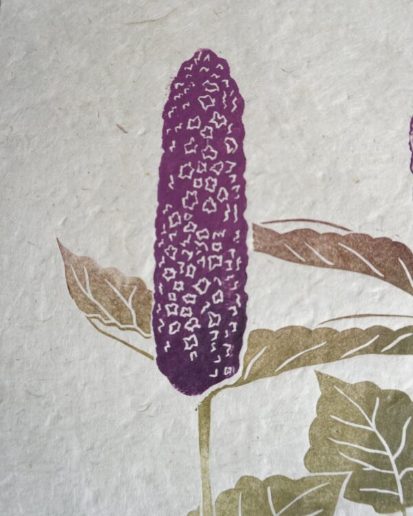 Agastache Botanical Print Agastache