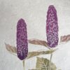 Agastache Botanical Print Agastache