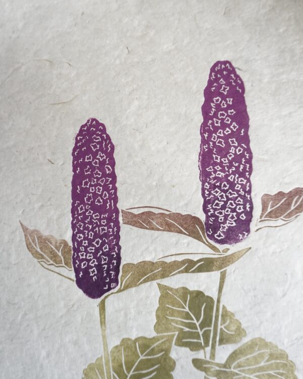Agastache Botanical Print Agastache