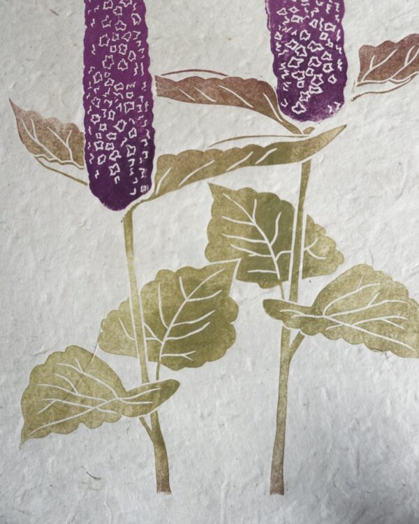 Agastache Botanical Print Agastache