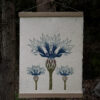 Botanical Print Centaurea cyanus