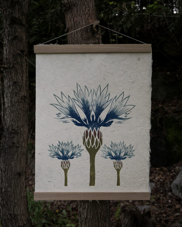 Botanical Print Centaurea cyanus