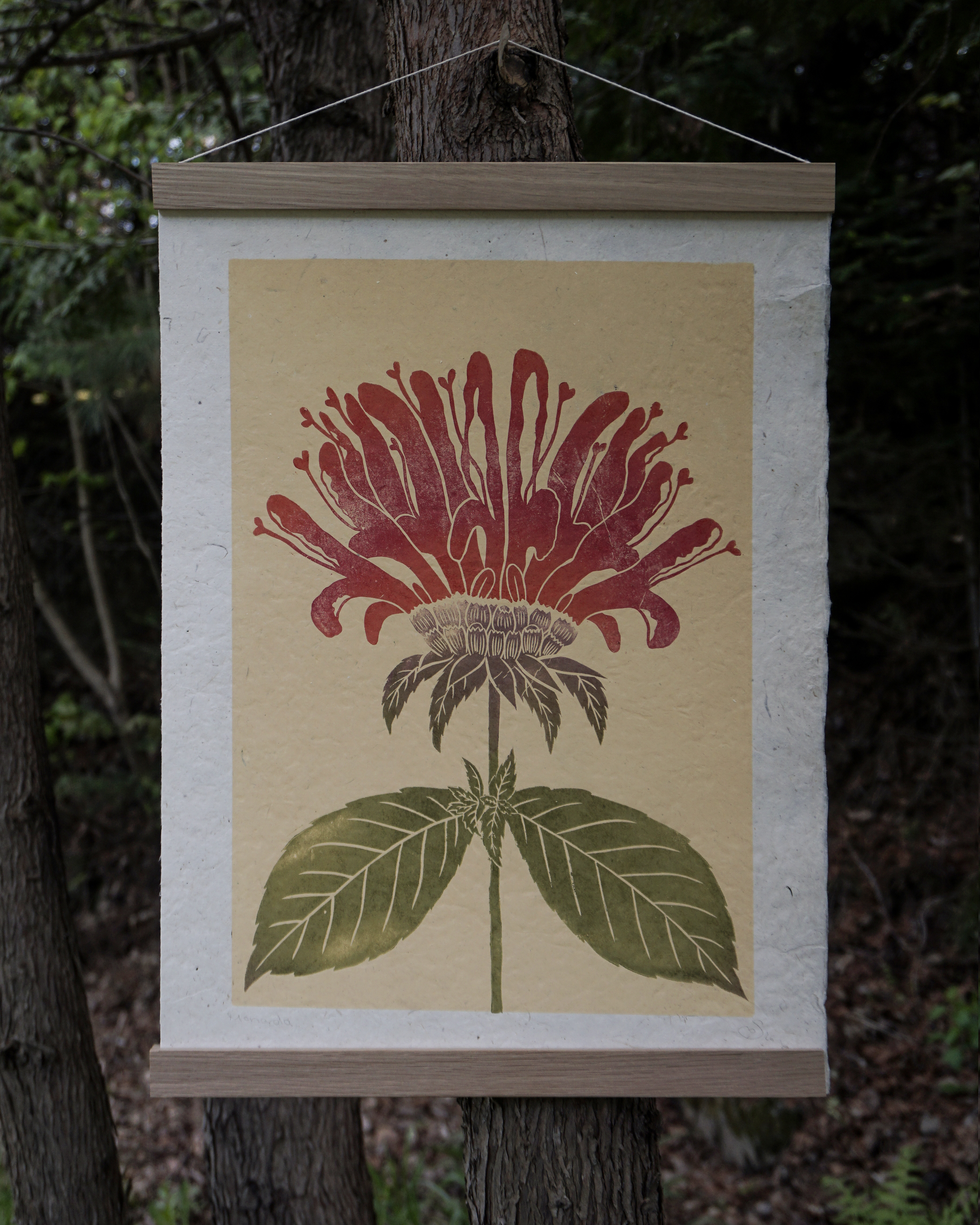 Monarda Botanical Print Monarda Beebalm