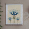 Botanical Print Centaurea cyanus