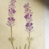 Lavander Botanical Print Lavander