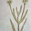 Lavander Botanical Print Lavander