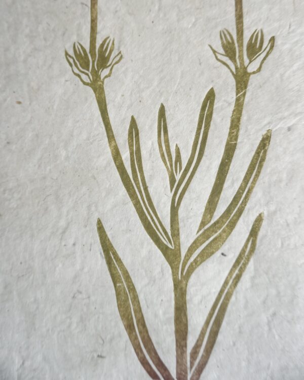 Lavander Botanical Print Lavander