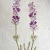 Lavander Botanical Print Lavander