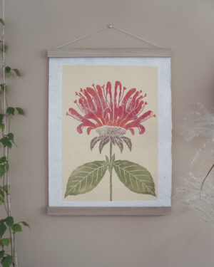 Botanical Print Monarda Beebalm
