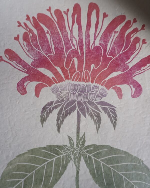 Monarda Botanical Print Monarda Beebalm