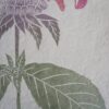 Monarda Botanical Print Monarda Beebalm