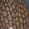 Botanical Blockprint Morilles Trillium