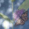 Monarch Métamorphose Light Blue Botanical Blockprint Monarch Métamorphose