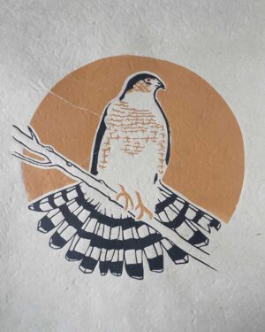 Blockprint Sharp-Shinned Hawk Focus